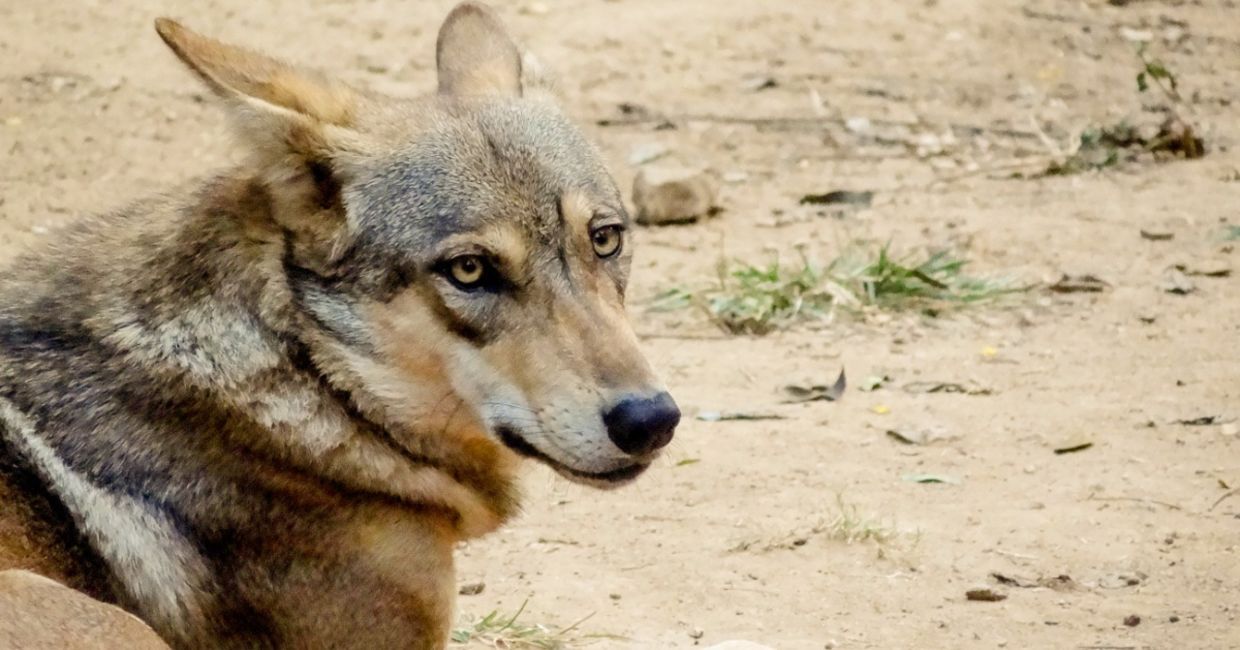 Close-up of Indian gray wolf. Close-up of Indian gray wolf.