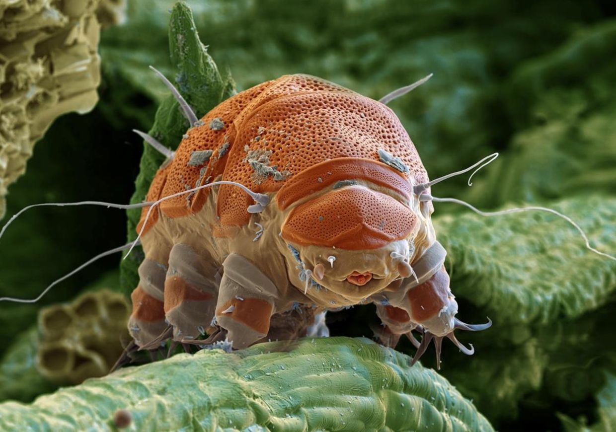 A highly enlarged image of a tardigrade. A highly enlarged image of a tardigrade.