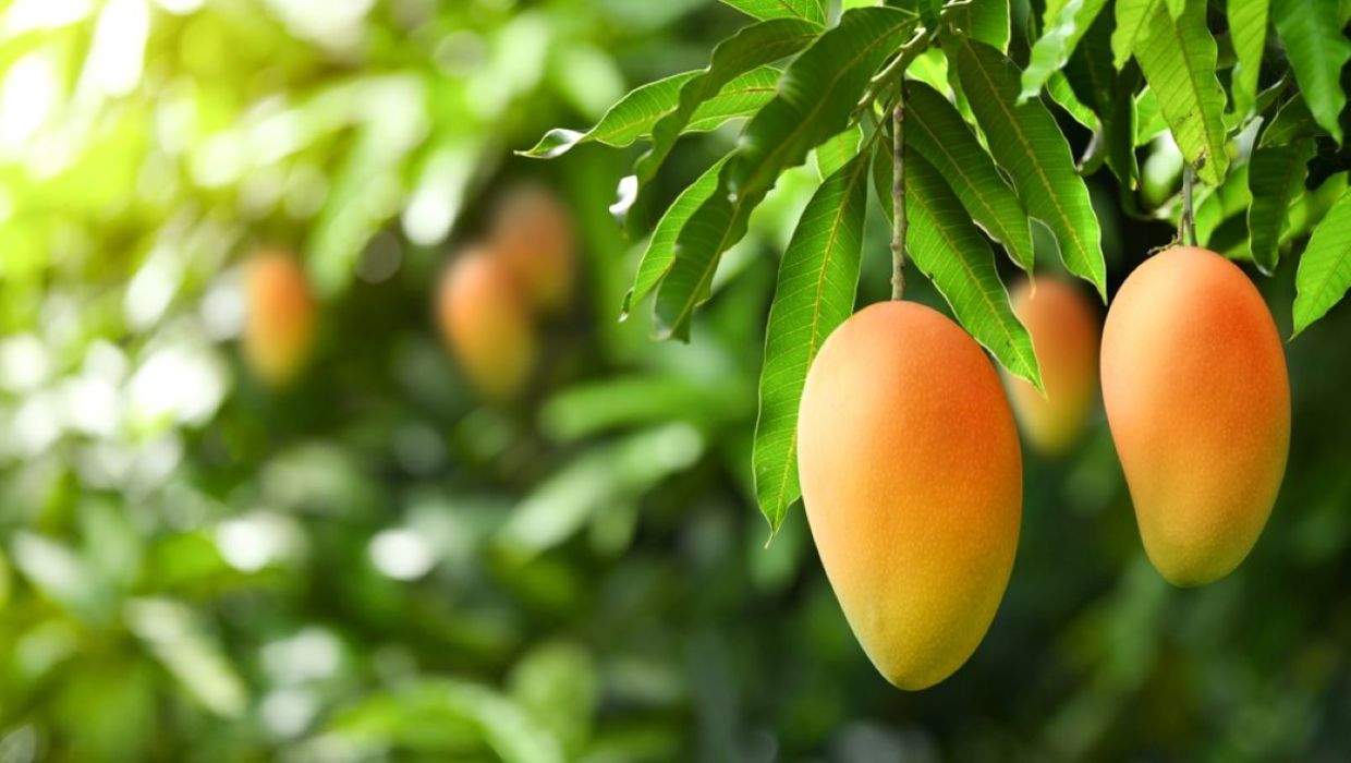A man has grown over 350 varieties of mangos on a tree in India. A man has grown over 350 varieties of mangos on a tree in India.