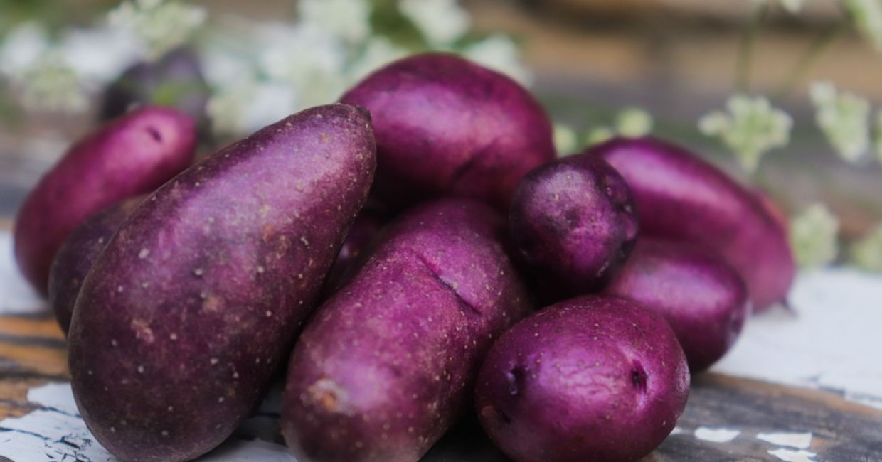 Purple potato tubers are good for your health Purple potato tubers are good for your health