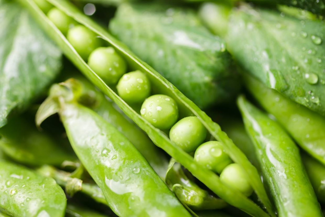 Green peas are good for your health. Green peas are good for your health.