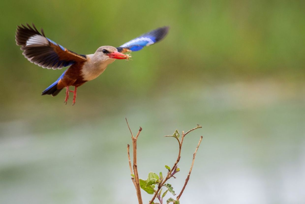 Nature lovers can now birdwatch from an air traffic control tower–themed hide near Heathrow Airport. Nature lovers can now birdwatch from an air traffic control tower–themed hide near Heathrow Airport.