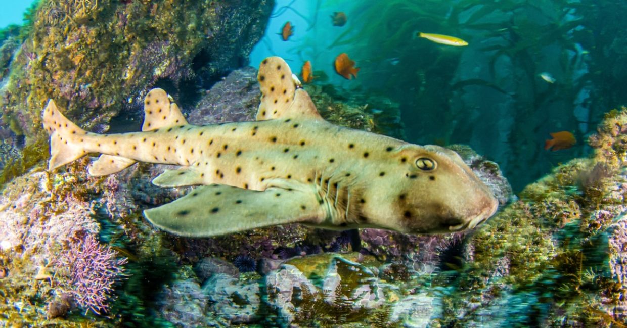 Horn shark hunting underwater. Horn shark hunting underwater.