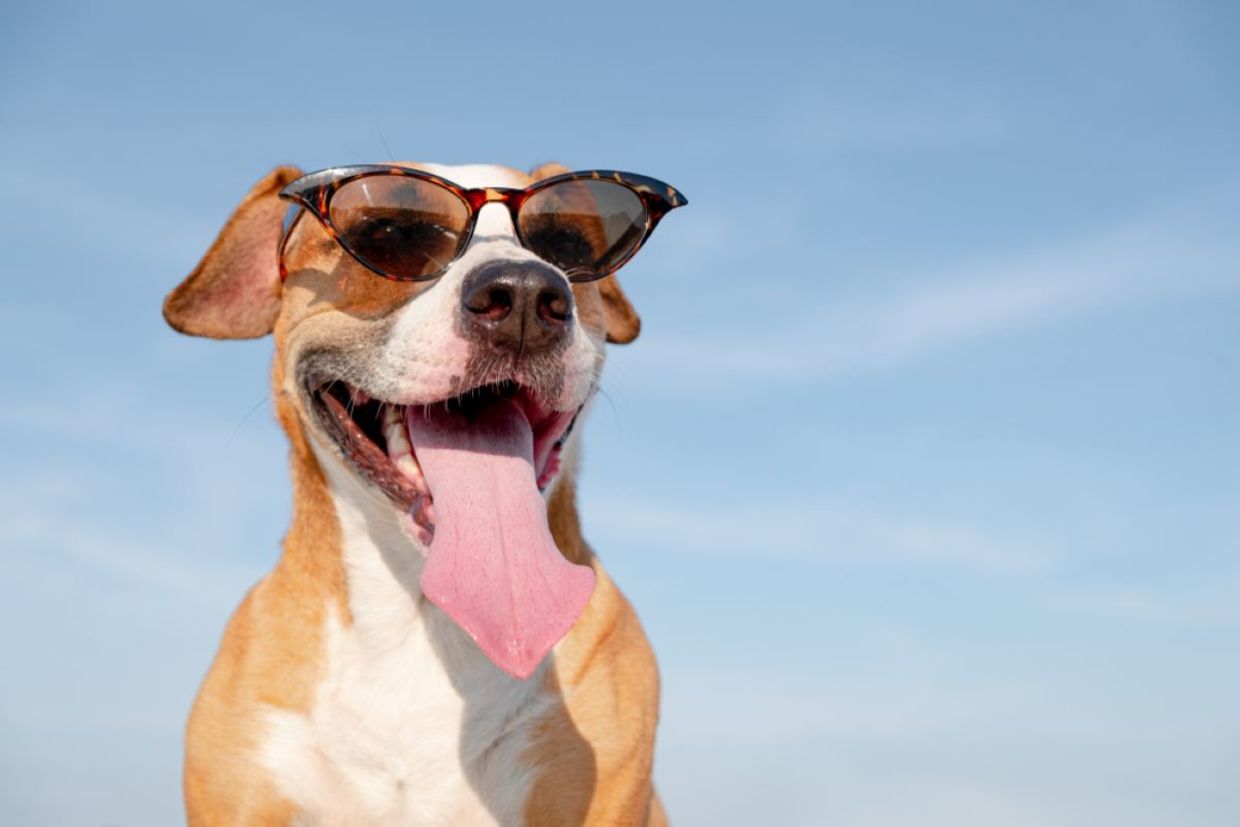 A dog wears sunglasses on a sunny day. A dog wears sunglasses on a sunny day.
