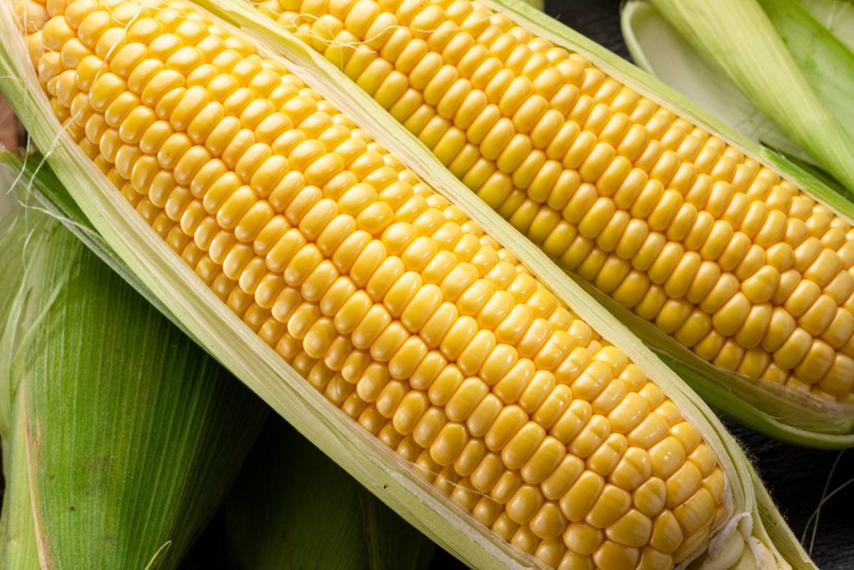 Ripe corn with leaves.
