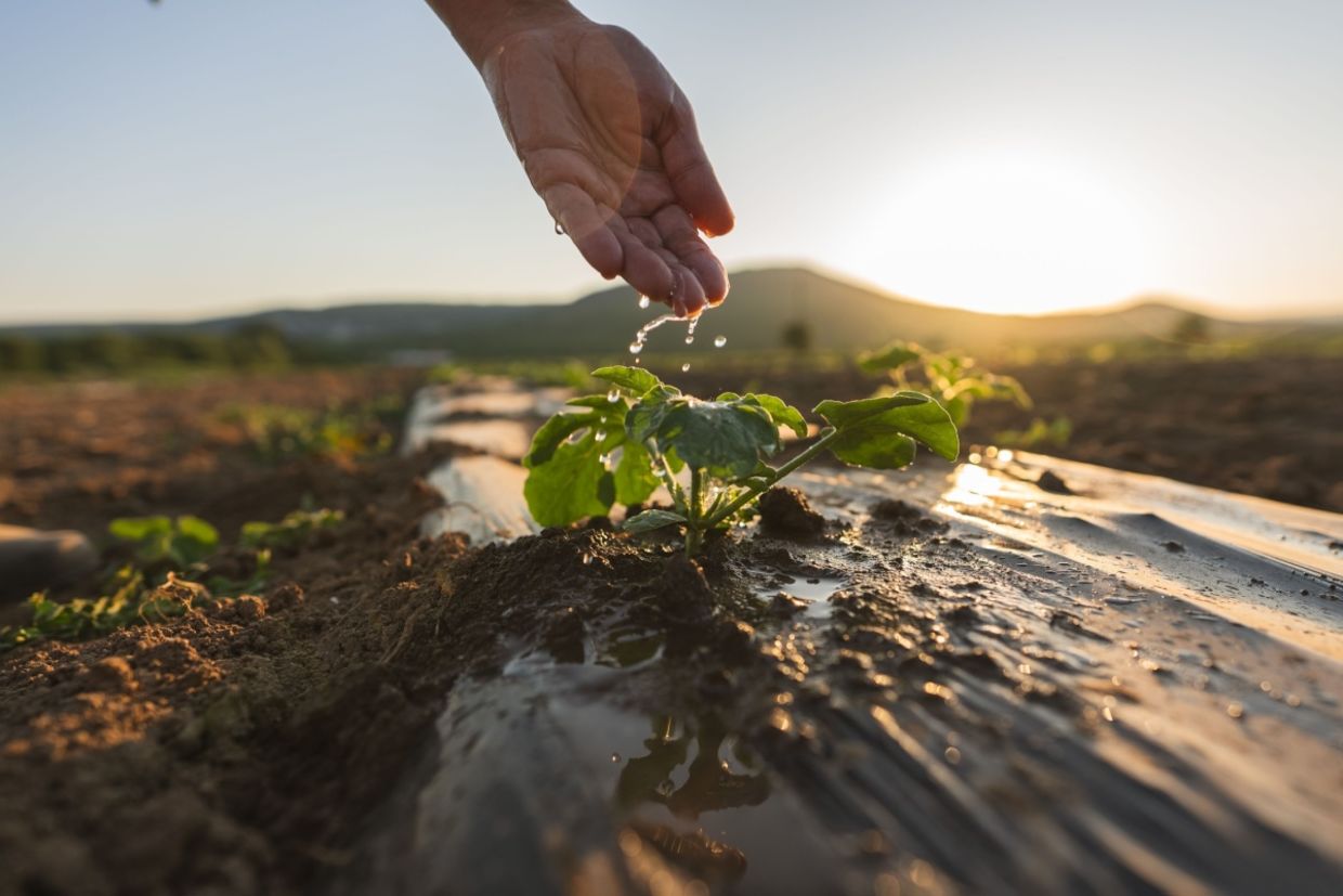 A farmer's hand waters a plant. A farmer's hand waters a plant.
