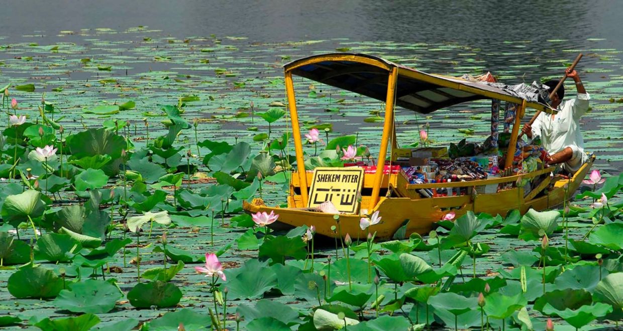 Lotus flower farmers. Lotus flower farmers.