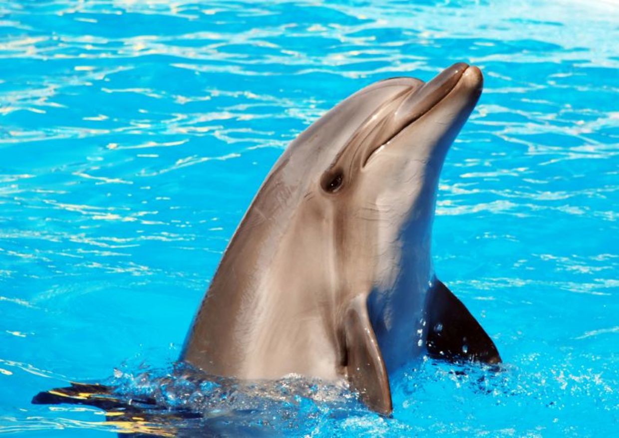 Dolphin frolicking in the water. Dolphin frolicking in the water.